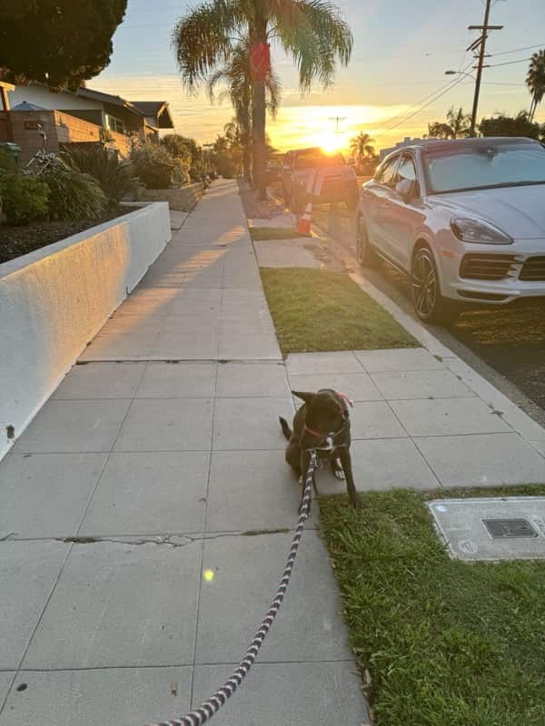 A picture of a black dog named Bowie sitting, taken on March 1 2026 at 6:31 am